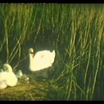 Swans at Winchelsea Beach